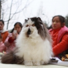 湟普国际猫咪展