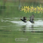 白鹭湾湿地映像