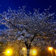 春夜樱桃花