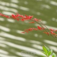 湖边的小红叶...
