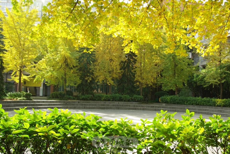 青黄时节 by 拍客巴西铁 快拍作品_成都图片网