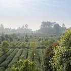 中国黑茶之源——邛崃