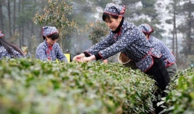 美丽成都随手拍”成都手机报读者摄影比赛【精品线路——蒲江站】摄影师征集公告