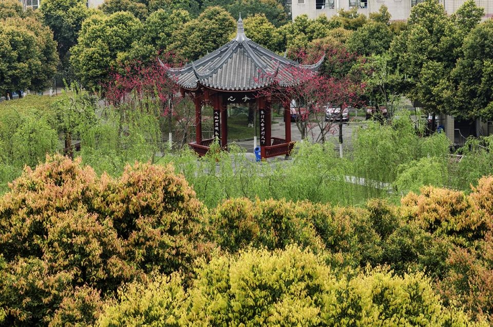 春满校园--温江二中即景