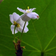 《梨花开》