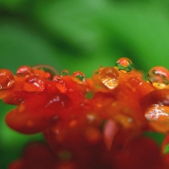 小花与雨珠