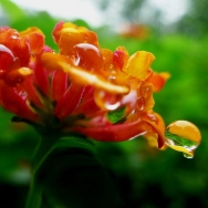 小花与雨珠