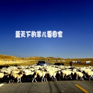 羊儿过街
