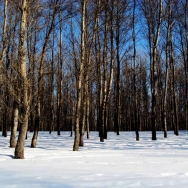 雪中的白桦林...