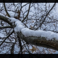 瑞雪扮美龙泉...