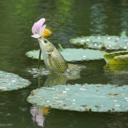 鱼吃荷花