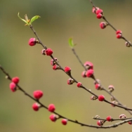 迎春花开