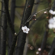 花开花落又一...