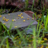 秋至花落...