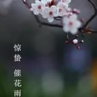 惊蛰 催花雨