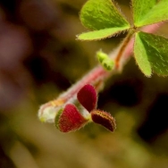 小花小草