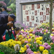 菊展花絮