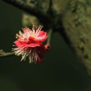 红梅花开百花...