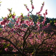 桃花盛开